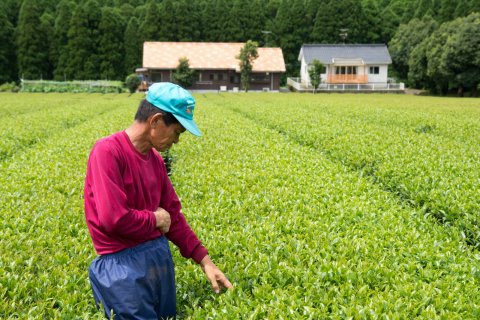 花の木農場の有機緑茶