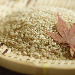 自然栽培米コシヒカリ（玄米）