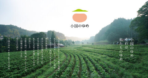 京都府京田辺市で「さんさんグリーン茶摘みの集い」参加者を募集！5月16日〜31日