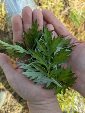 よもぎのお風呂