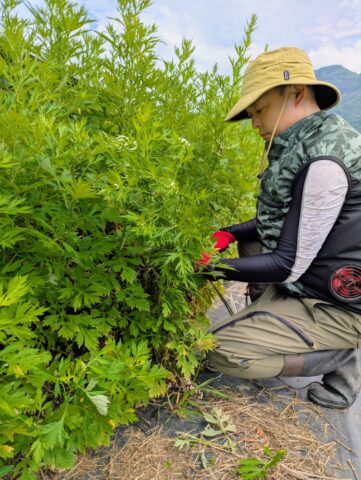 よもぎのお風呂