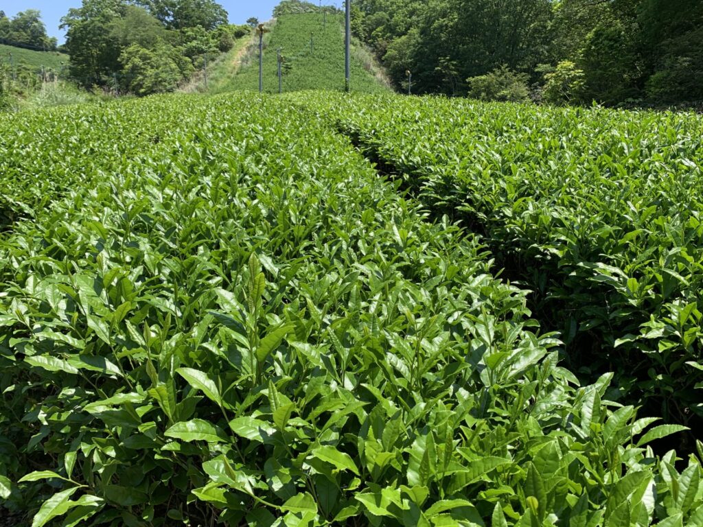 近江茶ジェノベーゼ 瓶タイプ