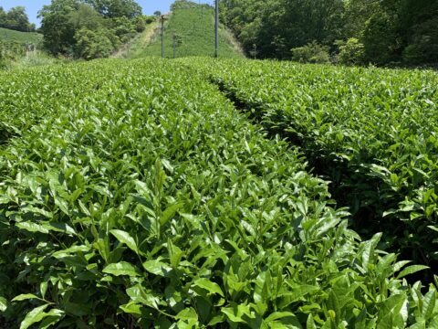 近江茶ジェノベーゼ 瓶タイプ