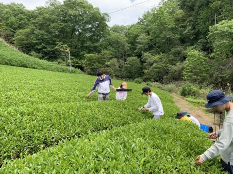 近江茶ジェノベーゼ 瓶タイプ