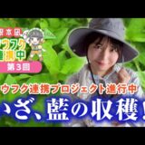「いざ、藍の収穫」埼玉福興を舞台にしたYouTube番組「根本凪 ノウフク連携中」第3回が公開中！