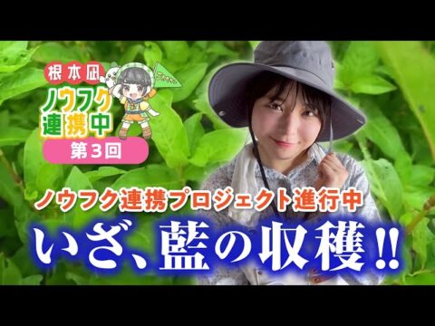「いざ、藍の収穫」埼玉福興を舞台にしたYouTube番組「根本凪 ノウフク連携中」第3回が公開中！