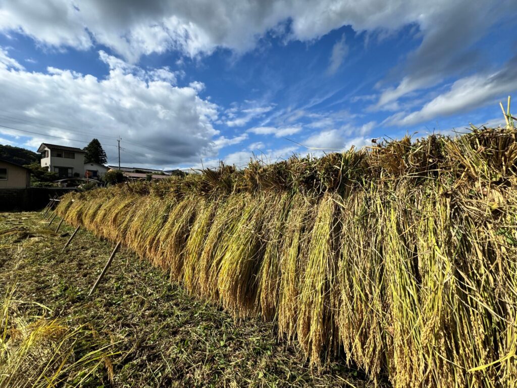 令和7年度産:天日干し自然栽培米コシヒカリ【白米4.5kg】(7年目)