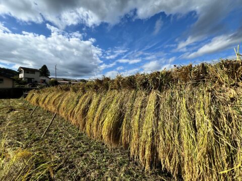令和7年度産:天日干し自然栽培米コシヒカリ【白米4.5kg】(7年目)