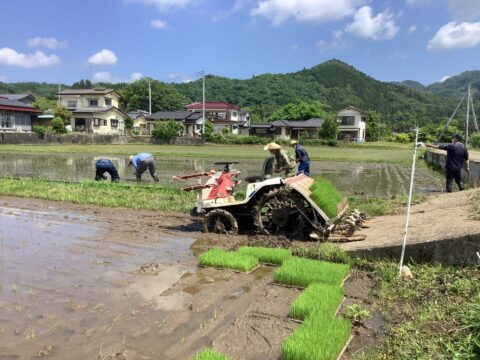 令和7年度産:天日干し自然栽培米コシヒカリ真空キューブ米【白米】(7年目)
