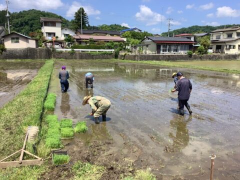 令和7年度産:天日干し自然栽培米コシヒカリ真空キューブ米【白米】(7年目)