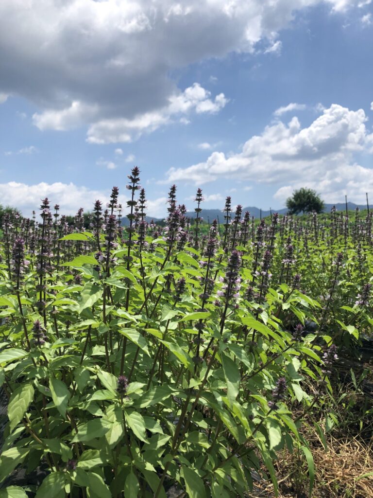 ホーリーバジルティー ティーバッグ2袋・レモングラス入りティーバッグ1袋 計3袋