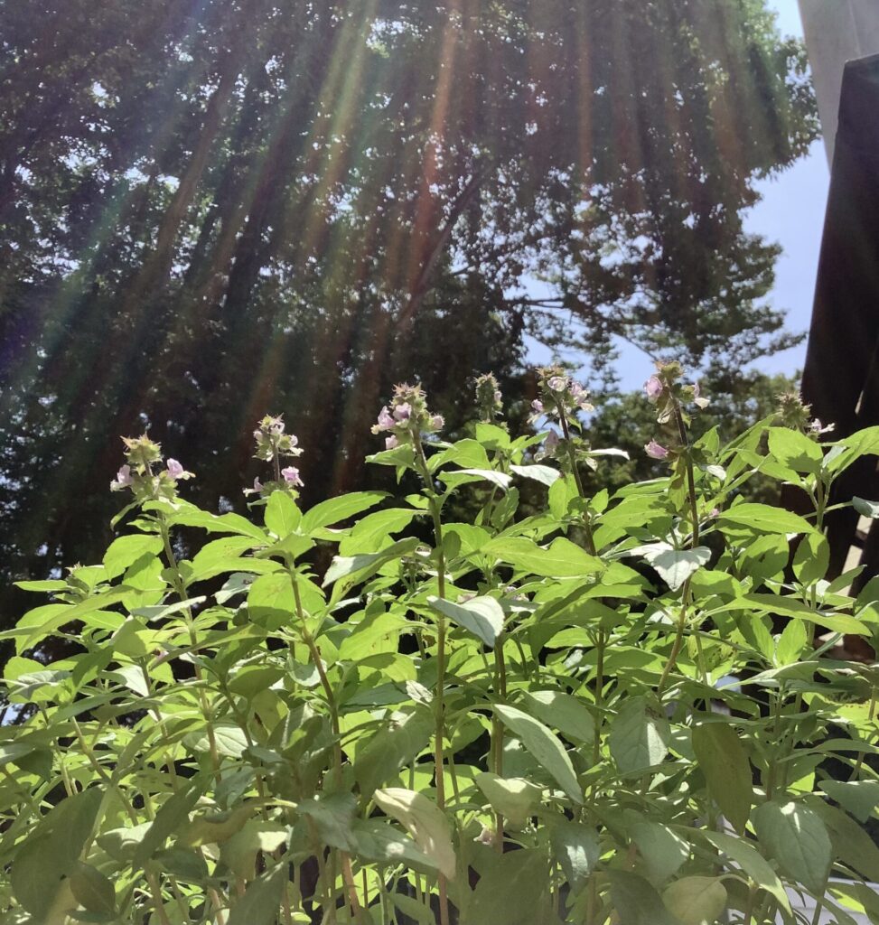 ホーリーバジルティー ティーバッグ2袋・レモングラス入りティーバッグ1袋 計3袋