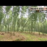竹林面積が全国一・鹿児島から生まれた、大崎町「竹の資源化モデル」の展開可能性とは（KTS鹿児島テレビ）