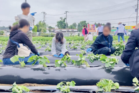 スカイアースファーム苗植え体験に50名以上集まる