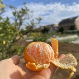 東京都世田谷区にユニバーサル農園の新拠点！「夢育て農園ちとから」3月1日オープン