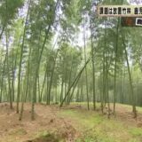 竹林面積が全国一・鹿児島から生まれた、大崎町「竹の資源化モデル」の展開可能性とは（KTS鹿児島テレビ）